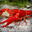 Red Lobster  Man 