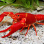 Red Lobster  Man