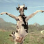 Kung Fu Cow