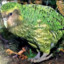 kakapo