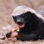 Honey Badger