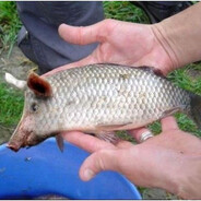 amurzysta:)_skins.army