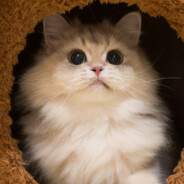 吐个泡泡咕噜咕噜