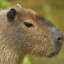 !CaPibaRa¡