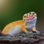 Gecko_ZAR
