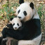 AiBao Panda