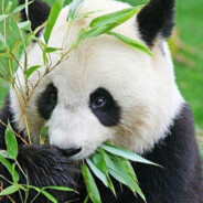 !PandA! - steam id 76561199789366450