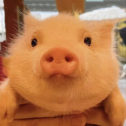 简自豪的枣子哥