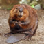 Buzzed Beaver