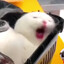 Qbirt