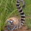 LemUr