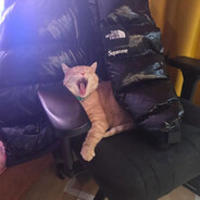 kociDrip