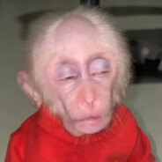 Potato