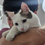 Zezé cabeçudo