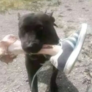 позвоночник