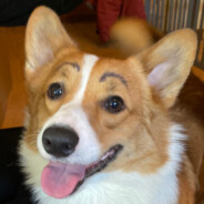 Corgi