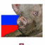 Russian pig