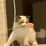 刘晓老八美汁汁