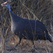 Generalfeldmarschall Daman