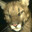 Cougar