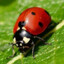 Ladybug