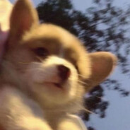 狗熊岭熊二大王