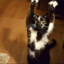 danceguts