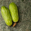 Perennial cucumber