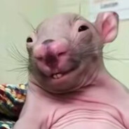 阿里嘎多美羊羊桑