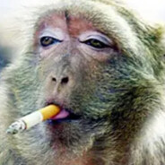 满山猴子我腚最红