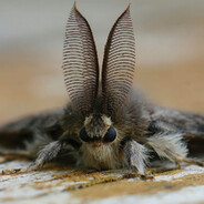 moth