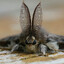 moth
