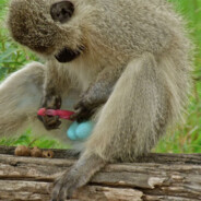 monkeyboybad