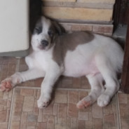 ラリー・ザ・ドッグ