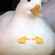 duck