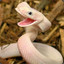 Wild_Snek
