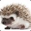 Freddie Hedgehog