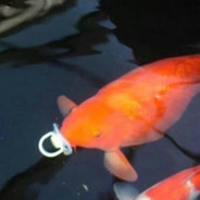 Fish Be Like I Spends That Sack