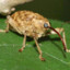 Acorn Weevil