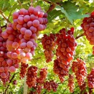 CCTV-11 戏曲频道