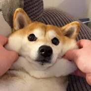 忧郁且孤独的猛虎