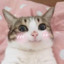 CandyPanda