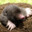 MrMole