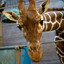 Marius the giraffe