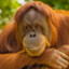 Bargain Orangutan