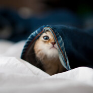 桃花开在东山外