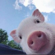 PigSmallPig