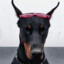 Dobermanic!