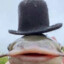 Korneplod