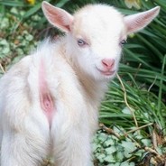 ♂дыра козы♀